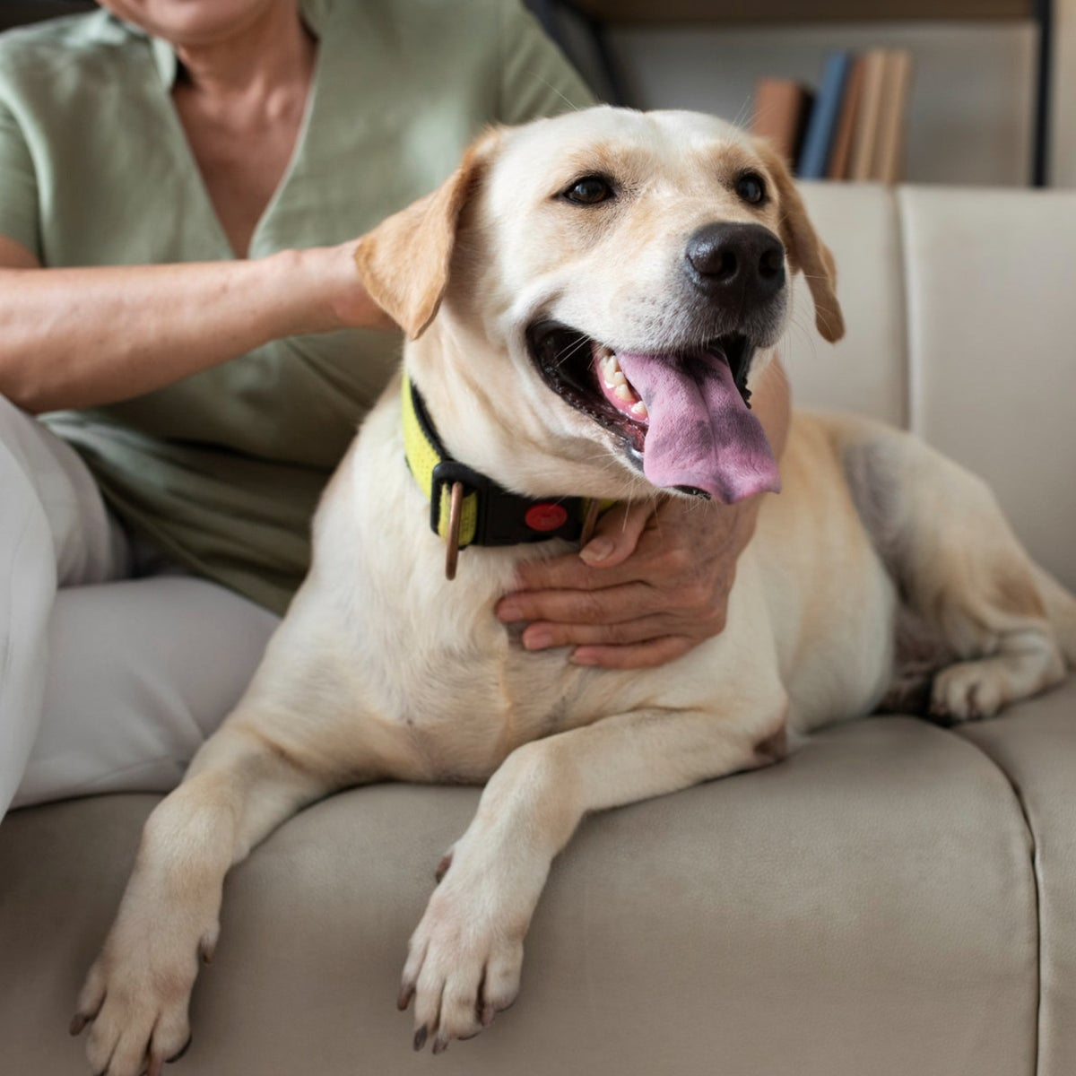 Woman petting a happy trained dog on a couch in a living room.